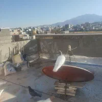 کبوتر|پرنده|قروه, |دیوار