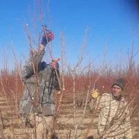 هرس کار ۵ نفری انواع درختان با بیش از ۲۰ سال سابقه