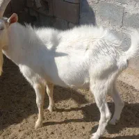 نربز سانن|حیوانات مزرعه|ارسنجان, |دیوار