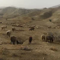 151 راس میش بره دار و آبستن گلون گرم|حیوانات مزرعه|جره و بالاده, |دیوار