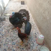 یک جفت بوقلمون اصل|حیوانات مزرعه|بندر گناوه, |دیوار