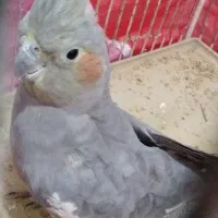 عروس هلندی