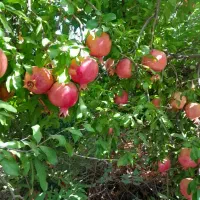 انار عروسک رباب