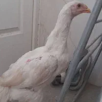 جوجه لاری نسل دار