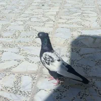 فروش یا معاوضه یه سینه سیاه و یه سینه قهوه‌ای