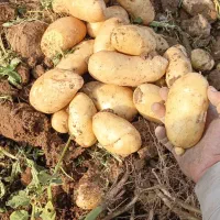سیب زمینی
