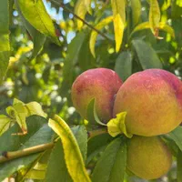 باغ ۴۰۰ متری با بنای نیمه کاره