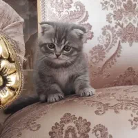 گربه وارداتی میکس اسکاتیش