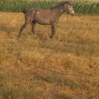 مادیان ۵ساله نژاد کرد یورقه|اسب و تجهیزات اسب‌سواری|قزوین, |دیوار