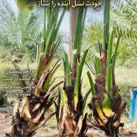 300 بوته نهال برحی در وزن های مختلف