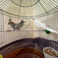 یک جفت عروس هلندی