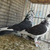 ستا قاره یک جفت کله دار گرگی|پرنده|هشتگرد, شهرک ریحانه|دیوار