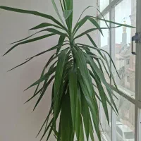 دو عدد گل یوکای بنسا با ارتفاع ۱و نیم متر