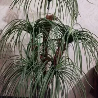 درختچه مصنوعی نخل