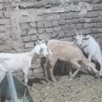 ۴راس کره (بزغاله)ماده سانن ودورگ سانن ۳ماهه