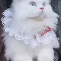 گربه پرشین ردپوینت