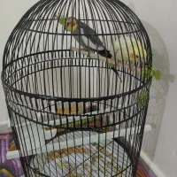 جفت عروس هلندی سخنگو|پرنده|مشهد, فدک|دیوار