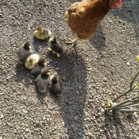 جوجه اردک اصلاحی ،اسراییلی ،روسی یاموسکویی|حیوانات مزرعه|رشت, جماران|دیوار