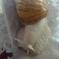 حلزون|لوازم جانبی حیوانات|زرند, |دیوار