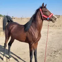 اسب نریان بسیار پرخون|اسب و تجهیزات اسب‌سواری|فامنین, |دیوار