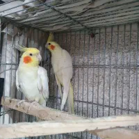 عروس هلندی
