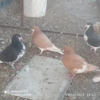 فروش چند عدد شهری نروماده باقیمت عالی|پرنده|حسن آباد, |دیوار