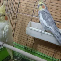 عروس هلندی لوتینو|پرنده|خمین, |دیوار