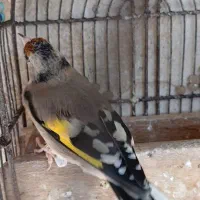 سهره دورگ ۳عدد|پرنده|شیراز, نصر|دیوار