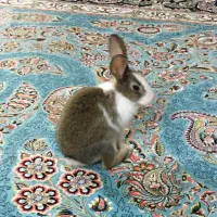 خرگوش تربیت شده