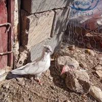 کفتر|پرنده|شیراز, بازار|دیوار