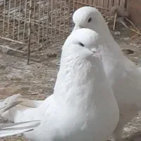 تعدادی کبوتر