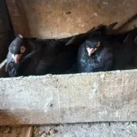 بی نظیر ماده و نره|پرنده|بازفت, |دیوار