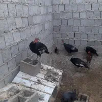 بوقلمون برنزسینه پهن محلی وخرگوش لوپی پشمالوخونگی