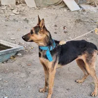 واگذاری سگ ژرمن ماده