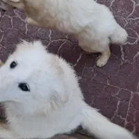 توله سامویید واکسن خورده آماده|سگ|صفادشت, |دیوار