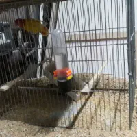 فروش طوطی و لوازم جانبی|پرنده|چهارباغ, |دیوار