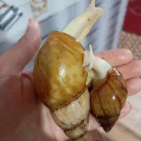 حلزون با کیفیت و تخمگذار و جوجه حلزون