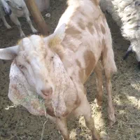 نری چاق