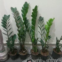 زاموفیلیا حراجی با کیفیت و رشد انفجاری