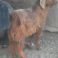۱۶۰۰۰۰۰۰۰|حیوانات|سراوان, |دیوار