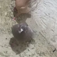 چهار تا نر گلی دو تا زرد ماده گردن کلفت