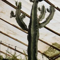 تولید و فروش انواع افوربیا