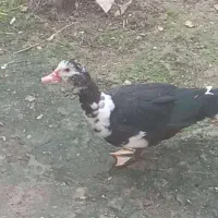 اردک اسرائیلی