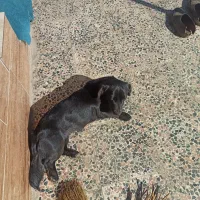 سگ پاکوتاه|سگ|رشت, شهرک قدس|دیوار