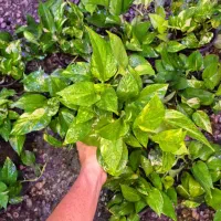 پتوس ابلق و سبز|گل و گیاه طبیعی|اهواز, پادادشهر|دیوار