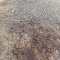 کودگوسفندی