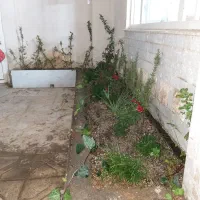 اجاره آپارتمان هدایت همکف راه جدا|اجارهٔ آپارتمان|مشهد, رستگار|دیوار