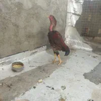 خوروس لاری اصل افغان