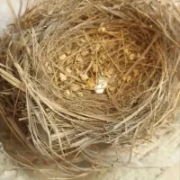 جوجه‌سهره‌باغی