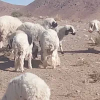 بره نره چاق